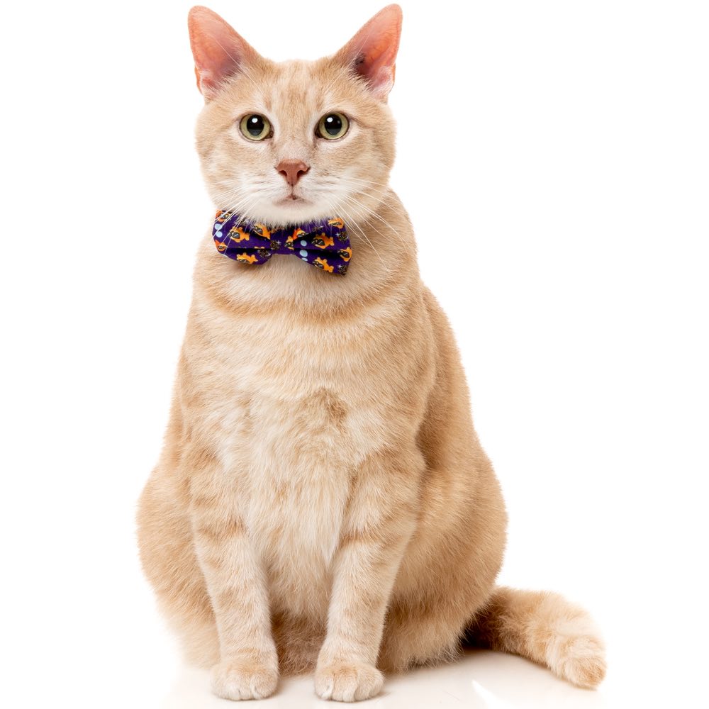 "FuzzYard Cat Collar, Bandana & Bowtie Fashion Pack (Caturday Night Fever)"