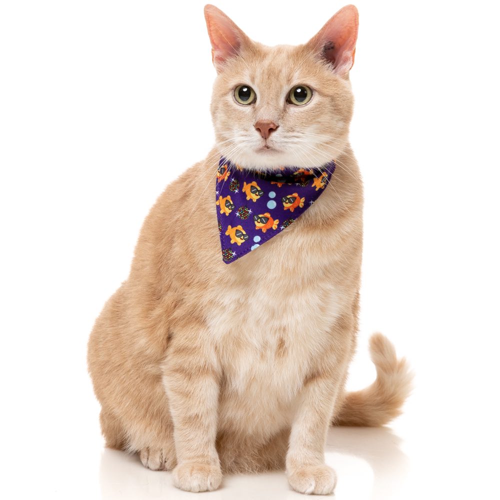 "FuzzYard Cat Collar, Bandana & Bowtie Fashion Pack (Caturday Night Fever)"