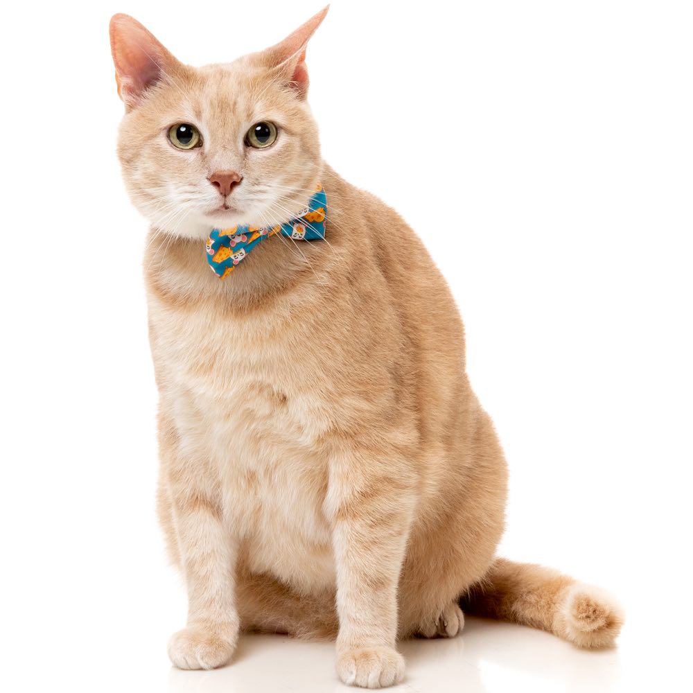 "FuzzYard Cat Collar, Bandana & Bowtie Fashion Pack (Cheesy Hearts)"