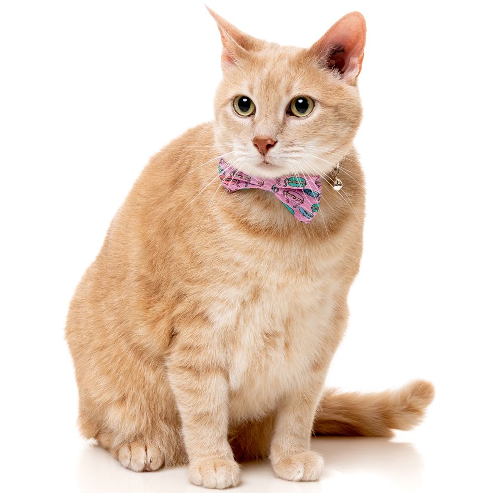 "FuzzYard Cat Collar, Bandana & Bowtie Fashion Pack (Meowcarons)"