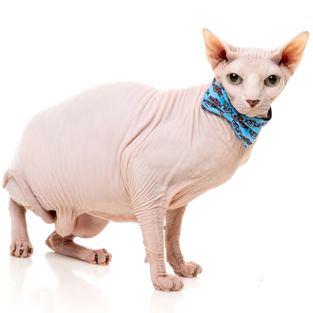 "FuzzYard Cat Collar, Bandana & Bowtie Fashion Pack (Soy Sauce Fish)"