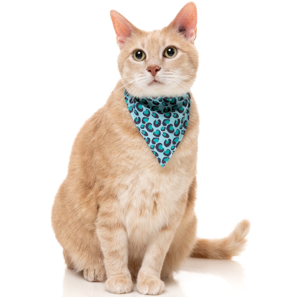 "FuzzYard Cat Collar, Bandana & Bowtie Fashion Pack (Wild One Aqua)"