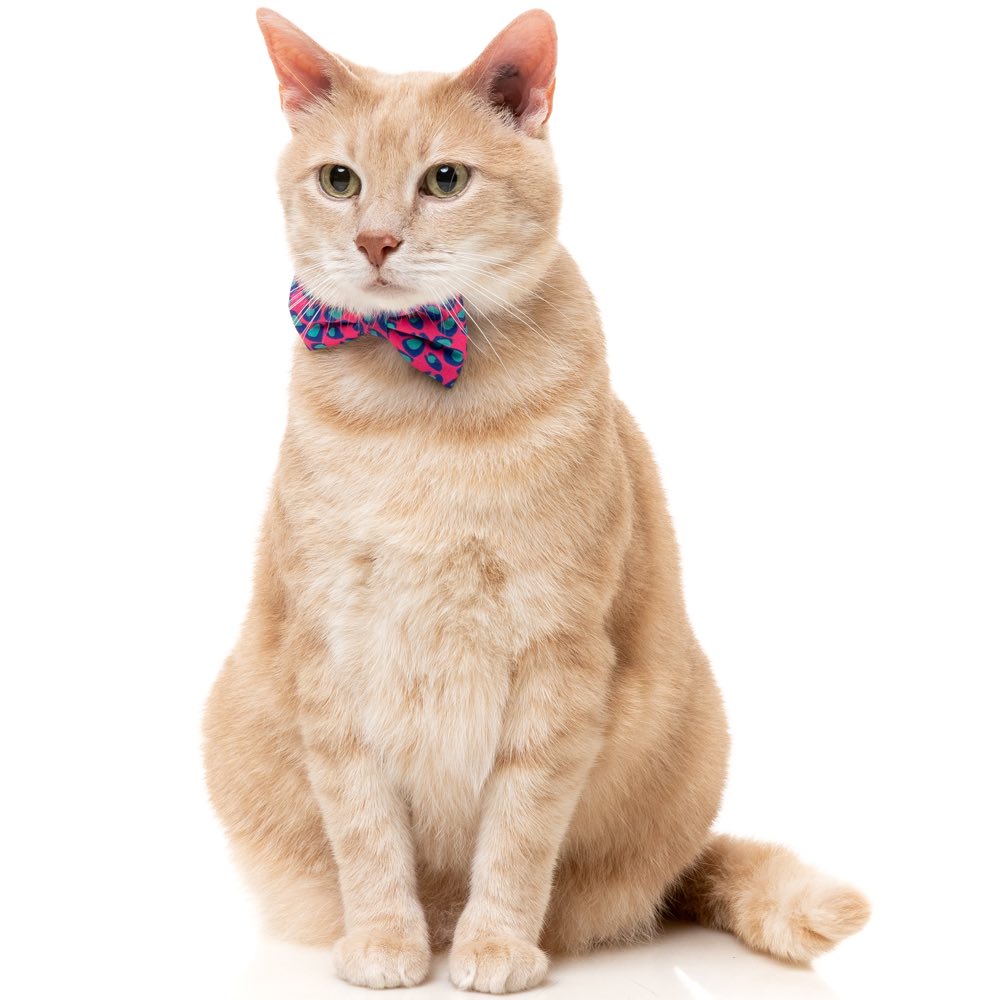 "FuzzYard Cat Collar, Bandana & Bowtie Fashion Pack (Wild One Bubblegum)"